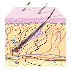 tissue-specific fibroblasts